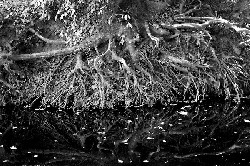 'Roots Reflection, James River Park, Richmond, Virginia' by Dan Mouer