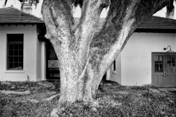 'Live Oak at Penn Center Historic Site, St. Helena Island, S.C.' by Dan Mouer
