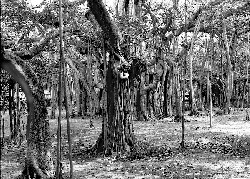 'Under the Bo Tree, near Chennai, Tamil Nadu, India' by Dan Mouer