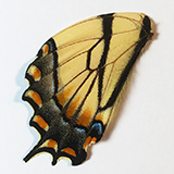 'Butterfly Wing,' Photography, 6 x 6 inch prints, by Jere Kittle
