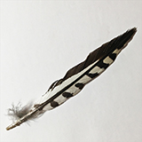 'Black Feather,' Photography, 6 x 6 inch prints, by Jere Kittle