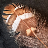 'Brown Feather,' Photography, 6 x 6 inch prints, by Jere Kittle