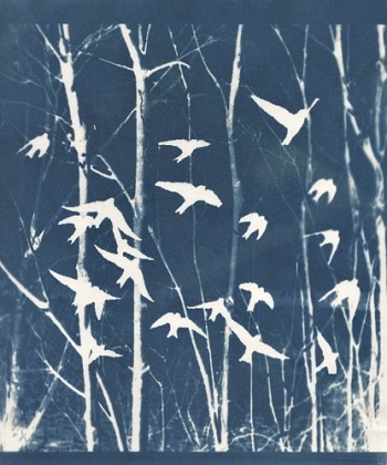 'Flying Through,' Cyanotype, Matted print (8.5 x 5.5 inches) in 12 x 9 mat, inches, by Kathleen Westkaemper