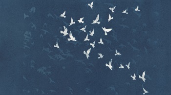 'Free Flying,' Cyanotype, Matted print (6 x 5.5 inches) in 9 x 9 mat, inches, by Kathleen Westkaemper