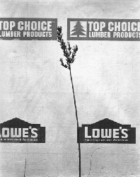 'Lowe's' by Everitt Clark