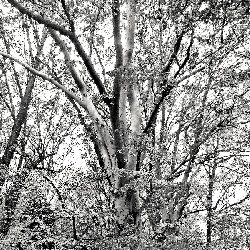 'American Beech, James River Park, Richmond, Virginia' by Dan Mouer