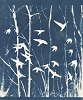 'Flying Through,' Cyanotype by Kathleen Westkaemper