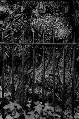 'Fence and Tree, Church Street, Charleston, SC' by Louis Joyner