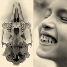 'Natural Affinities I: Snowshoe Hare Maxilla and Child Laughing' by Catherine M. Stewart