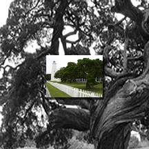 'Okracoke Memories - BSK's Tree' by Cole H Welter