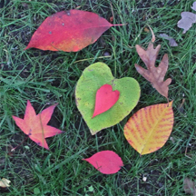 'Fall, In Love' by Libby Meggs